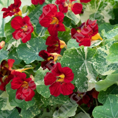 Picture of Nasturtium Majus - Queen Dark Red